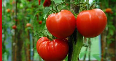 Краснеют быстрее: простые способы ускорить созревание помидоров