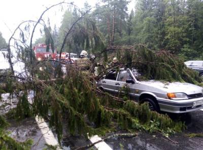 На трассе М10 на автомобиль упало дерево