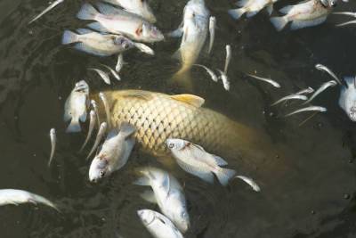 Аномальная жара может привести к массовому замору рыбы в водоемах Петербурга