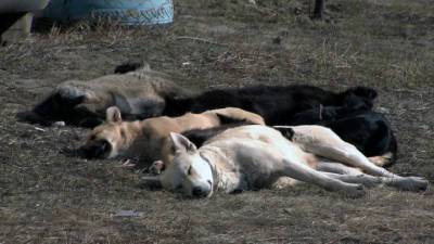 Оренбургский суд признал бездействие мэрии по отношению к бездомным животным