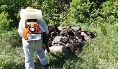В Башкирии обнаружили десятки выброшенных в поле трупов овец