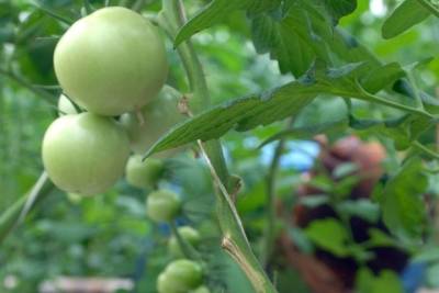 Названы способы ускорить покраснение помидоров