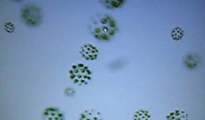Японские генетики открыли водоросли с бисексуальным геном