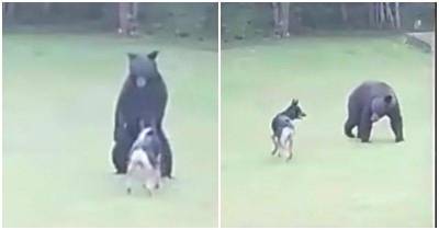 Медведь забрался на участок американки и подружился с псом