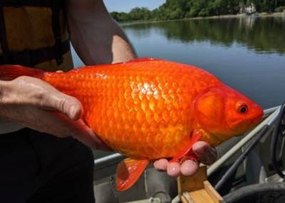 Курьез: В США рыбаки начали ловить в озерах огромных золотых рыбок (ФОТО)