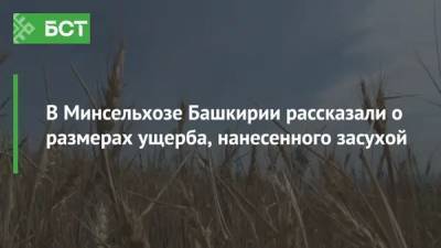 Радий Хабиров - В Минсельхозе Башкирии рассказали о размерах ущерба, нанесенного засухой - bash.news - Башкирия - Кумертау