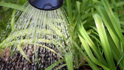 Эксперт объяснила, как правильно поливать огород в жару