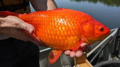 Выброшенные в озеро золотые рыбки выросли до рекордных размеров в США (Фото)