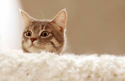 «Мне кажется, тут все напугались»: кот устроил погром в ветеринарной клинике (ВИДЕО)