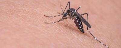 В США создана устойчивая к укусам комаров одежда без инсектицидов