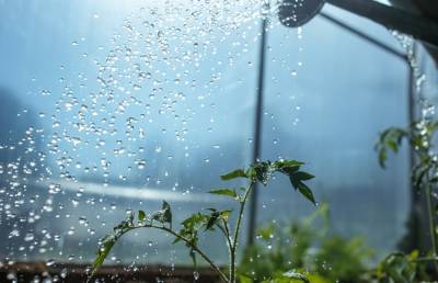 Как поливать огород в жару? Советы садовода