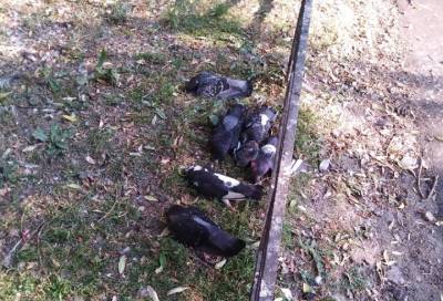 Жителей Приморского района Петербурга напугала массовая гибель голубей