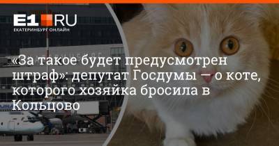 «За такое будет предусмотрен штраф»: депутат Госдумы — о коте, которого хозяйка бросила в Кольцово