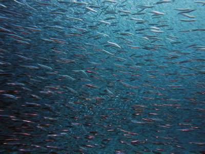 Рыбы в петербургских водоёмах могут начать гибнуть из-за аномальной жары