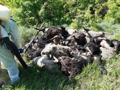На полях Башкирии обнаружили десятки трупов овец