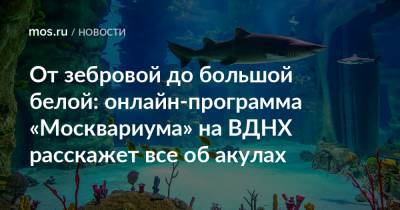 От зебровой до большой белой: онлайн-программа «Москвариума» на ВДНХ расскажет все об акулах - mos.ru - Москва - Россия