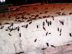 В московских домах поселились «полчища тараканов»