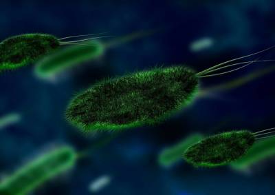 Учёные из Южной Африки нашли микробы возрастом 3,42 млрд лет
