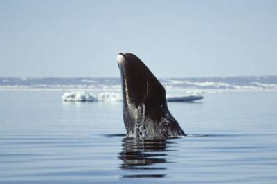 У берегов Канады два редких кита запутались в рыболовных сетях