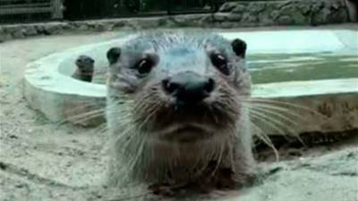 Видео из Сети. Забавное видео с купанием речных выдр показал новосибирский зоопарк