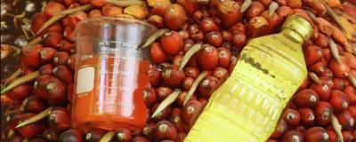 Оксана Михалева - Диетолог рассказала о вреде пальмового масла для сердца - runews24.ru