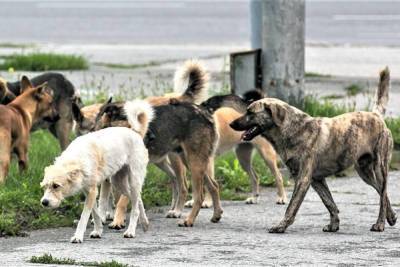В Тверской области бродячая собака укусила девочку за лицо