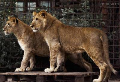 Статные львы из Ленобласти покорили пользователей Сети