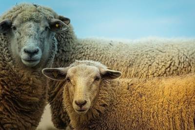 В Татарстан из Ингушетии нелегально ввезли 300 овец