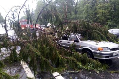 Сотрудникам МЧС пришлось устранять завал на дороге в Тверской области
