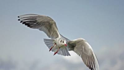 В бухте Бойсмана на юге Приморья произошла массовая гибель птиц
