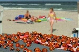 Божья напасть: отдыхающих на морских курортах атакуют насекомые