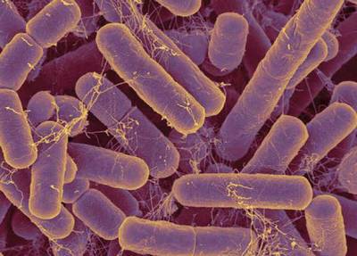 Учены — дети быстрее развиваются, если их заразить определенными бактериями