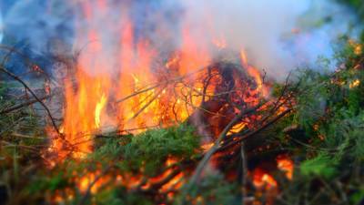 Десятки жителей Карелии эвакуировали из-за лесного пожара