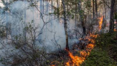 Разбушевавшийся пожар второй день тушат в окрестностях Ленинградской АЭС