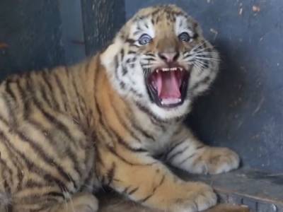 Приморский сафари-парк показал первое рычание детенышей тигра Амура (видео)
