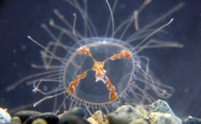 В Пригородном сахалинцев жалят медузы