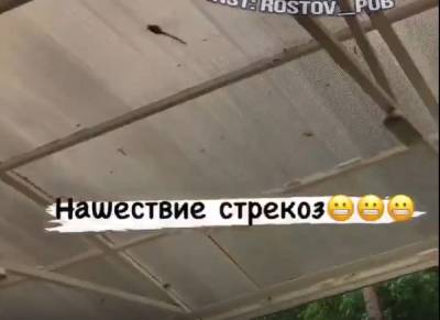 Ростовскую область атаковали полчища стрекоз, люди сильно напуганы