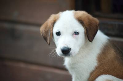 В Госдуму внесли законопроект о штрафах для недобросовестных владельцев домашних животных