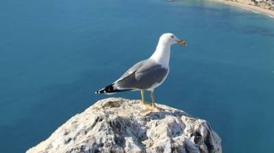 Власти Приморья выясняют причину массовой гибели птиц в бухте Бойсмана