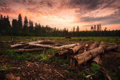 Два жителя Тверской области украли лес на 4 миллиона рублей