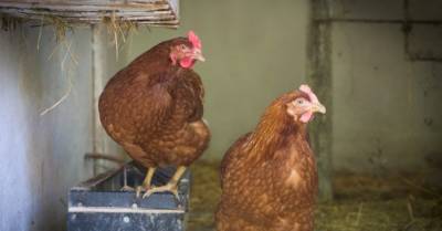 Либерия разрешила ввоз мяса птицы из Украины