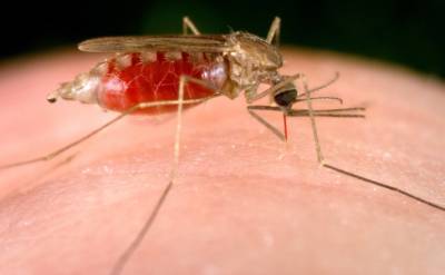 Ученые из США создали ткань для защиты от укусов комаров без инсектицидной пропитки