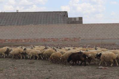 Малоимущим семьям к Курбан-байраму раздадут животных в Ингушетии