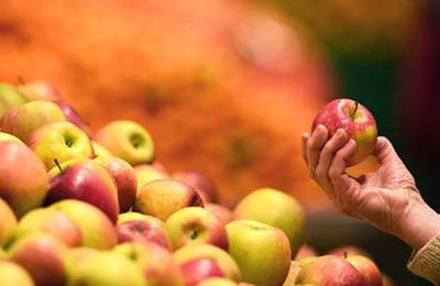 Большой процент раннего яблока уйдет на переработку из-за погоды