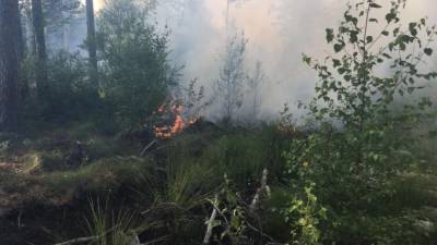 Лесной пожар в Сосновом Бору потушат через 2-3 дня