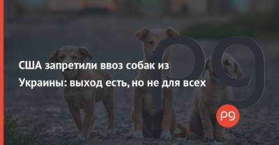 США запретили ввоз собак из Украины: выход есть, но не для всех