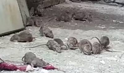 "Тысяча штук их тут": огромные крысы поселились в общежитии в центре Одессы, видео