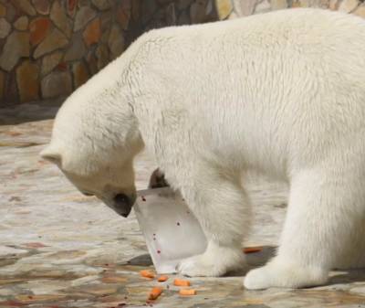 Медведицу из Ленинградского зоопарка побаловали «мороженым» — видео