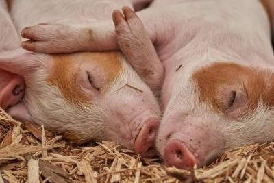В двух селах на Брянщине возникли очаги африканской чумы свиней