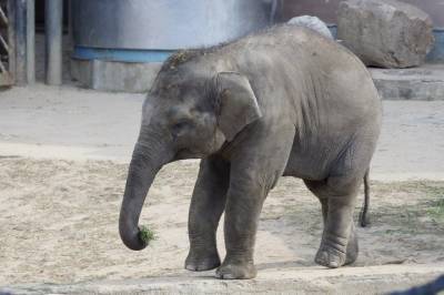 Семейство слонов охладилось под дождем в Московском зоопарке. Видео